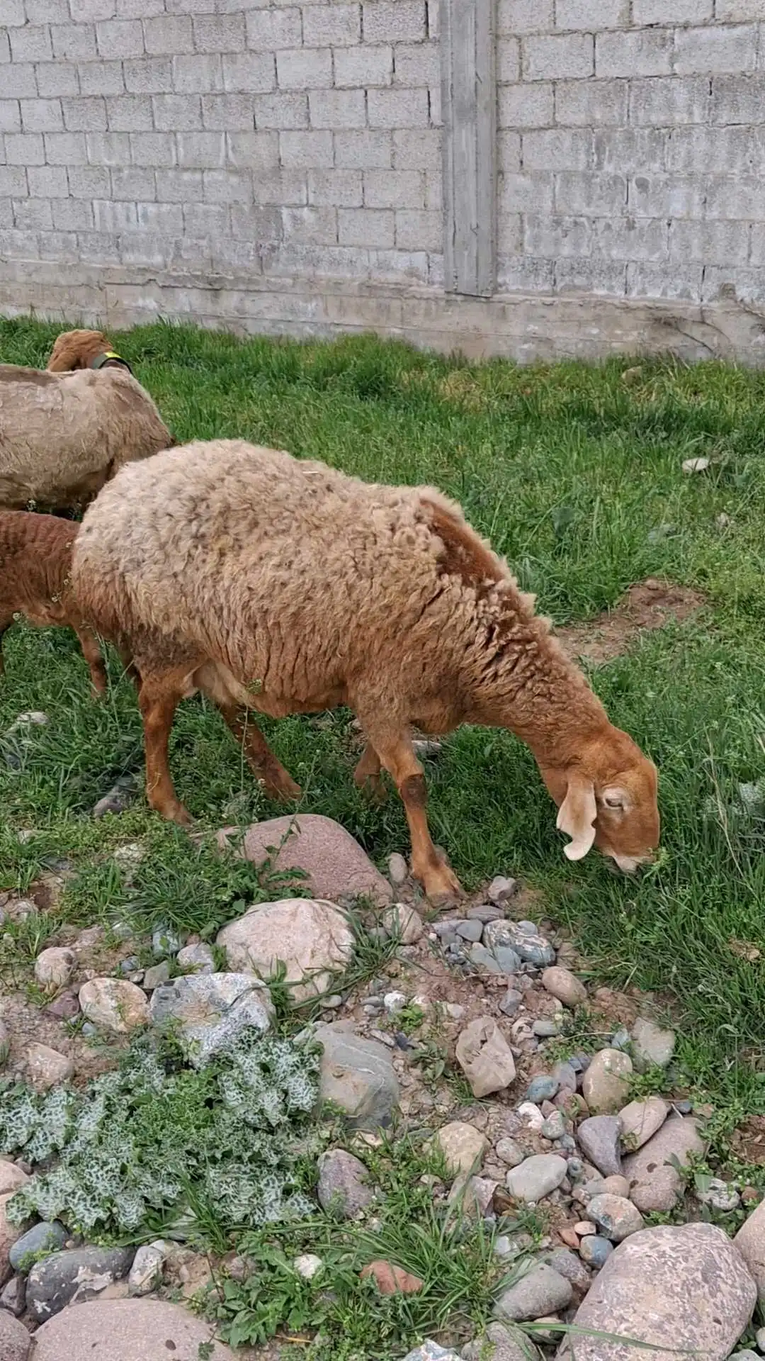 гусфандҳо