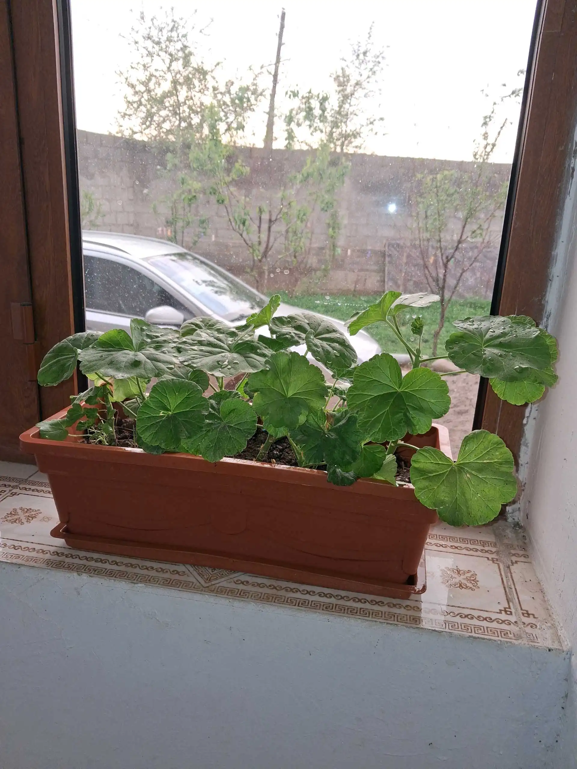 гулҳо