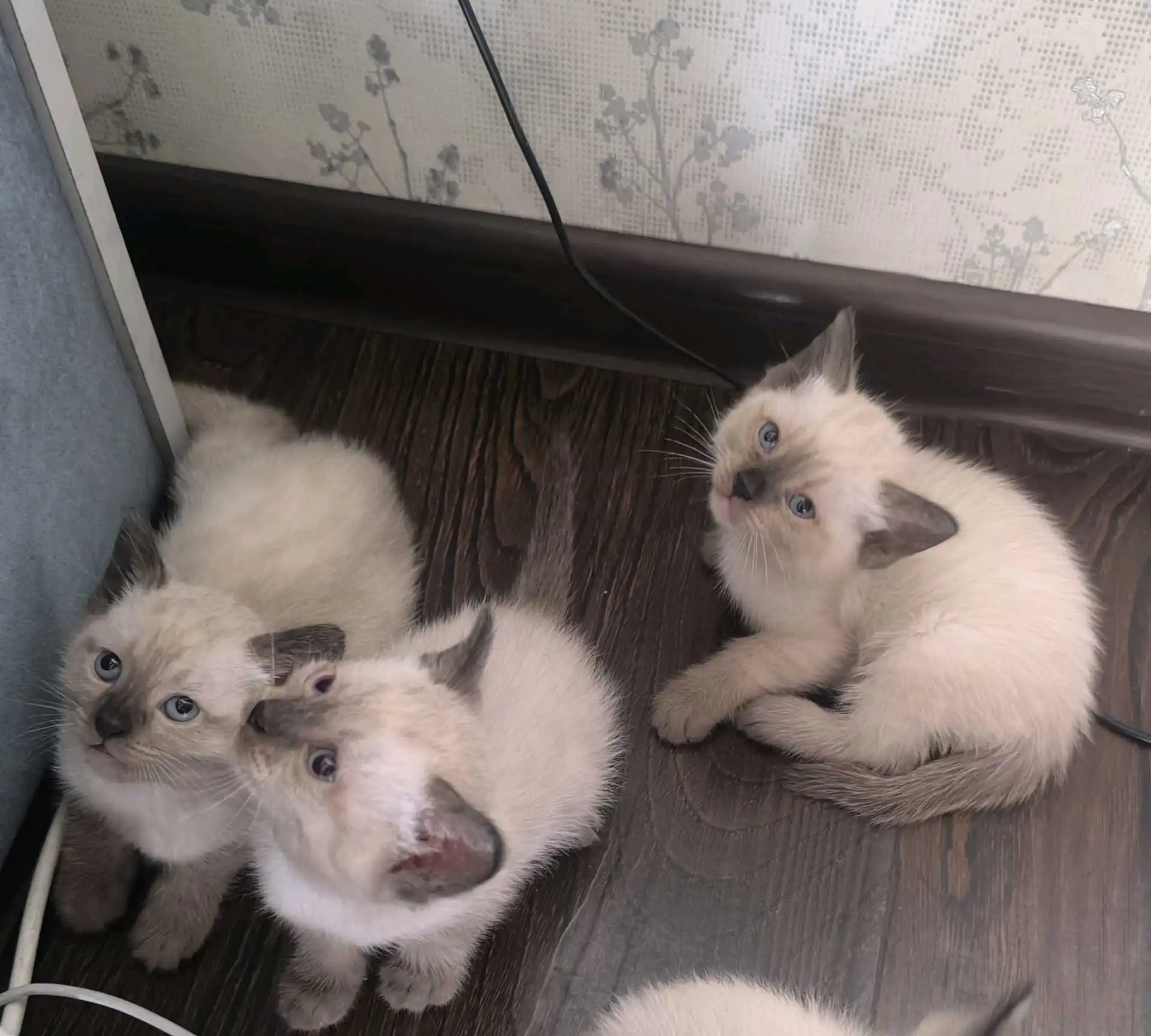 Сиамские котята