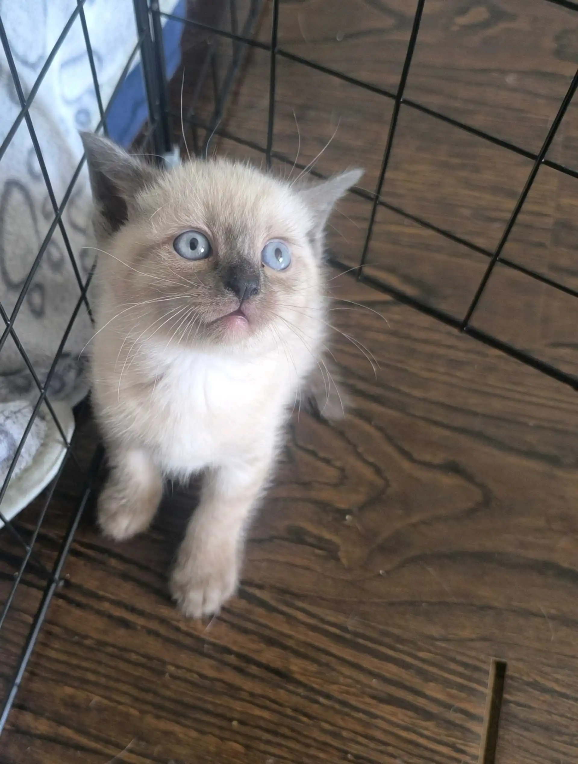 Сиамские котята
