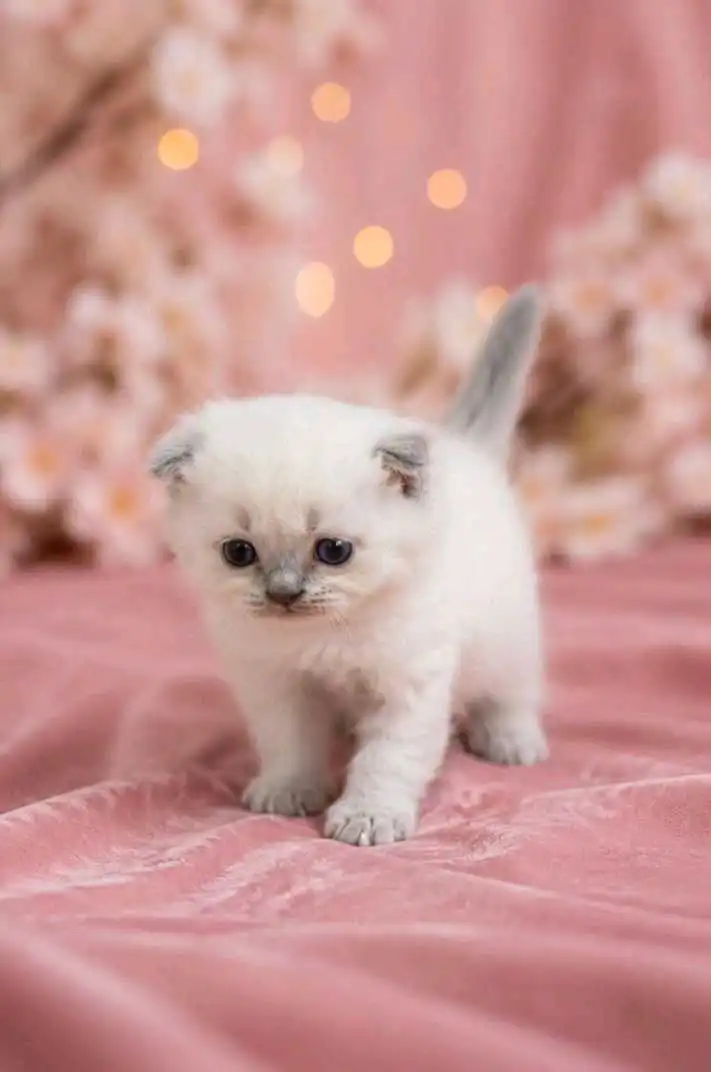 Шотландская кошка.