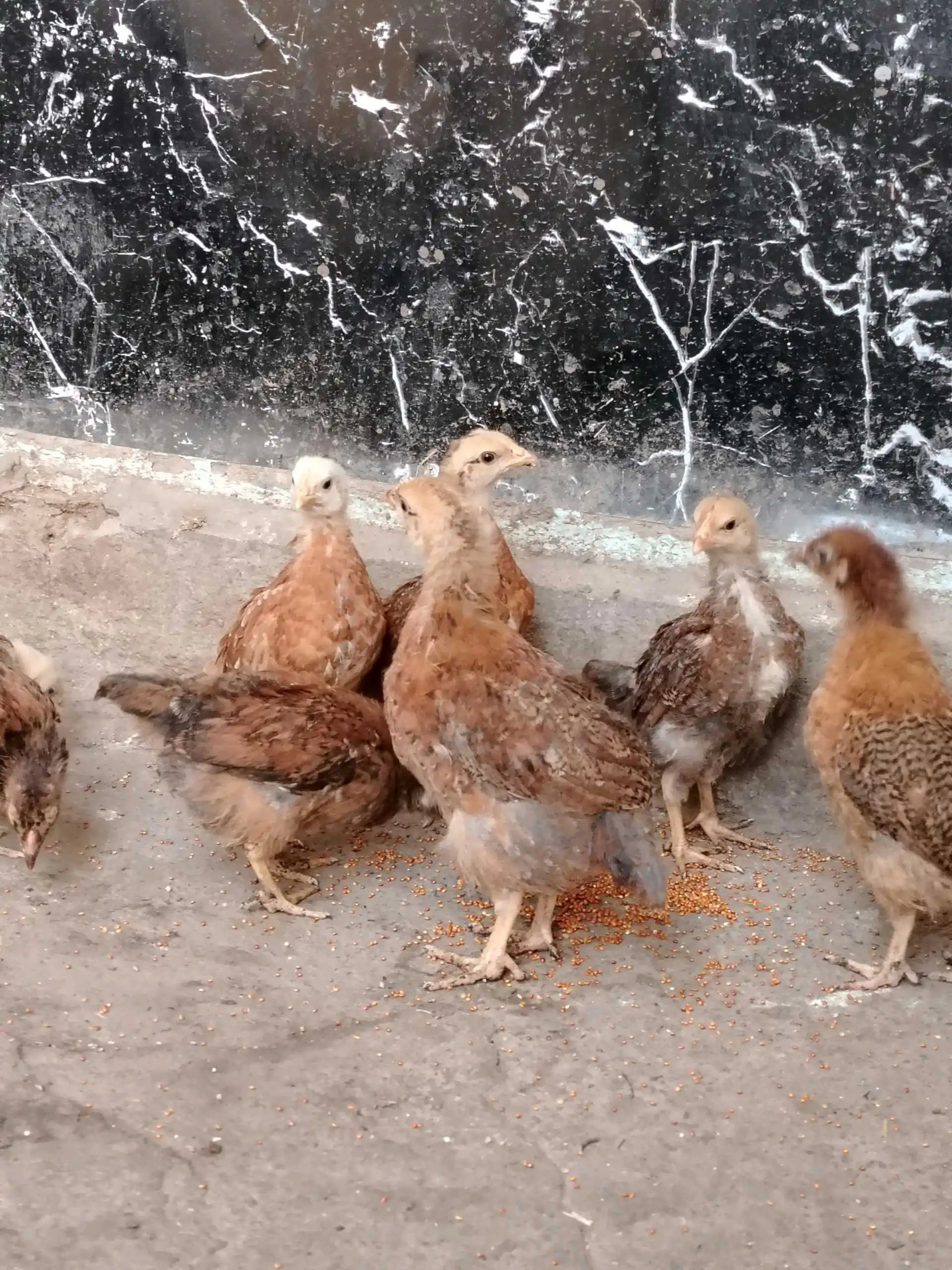 чучаҳои ломан