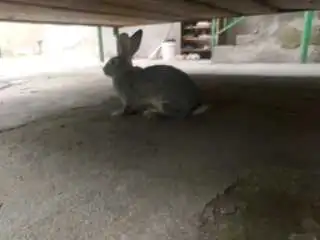 харгуш 