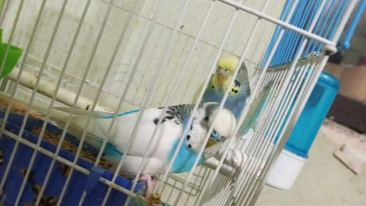 Попугай 