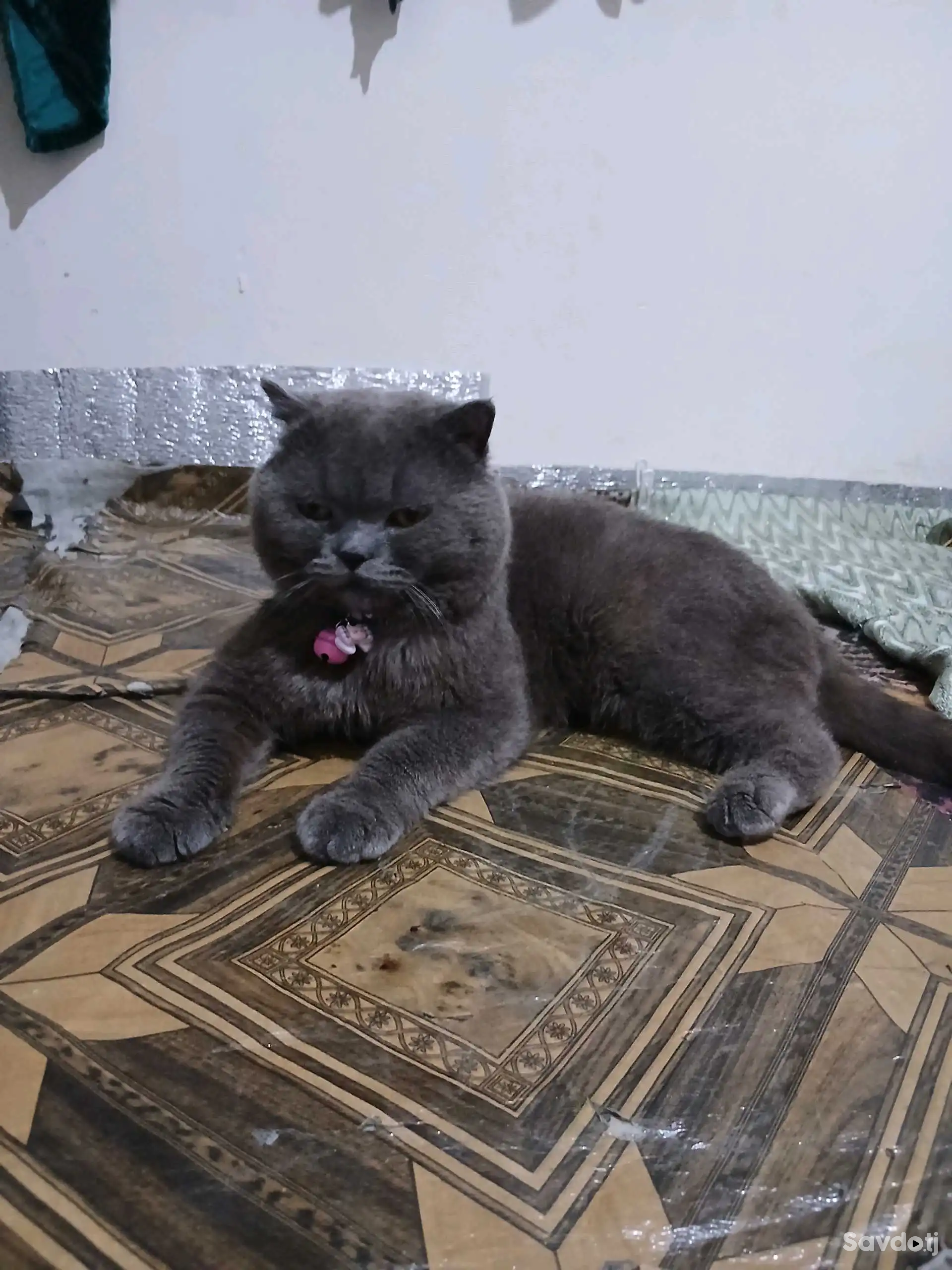 Шатланский кот