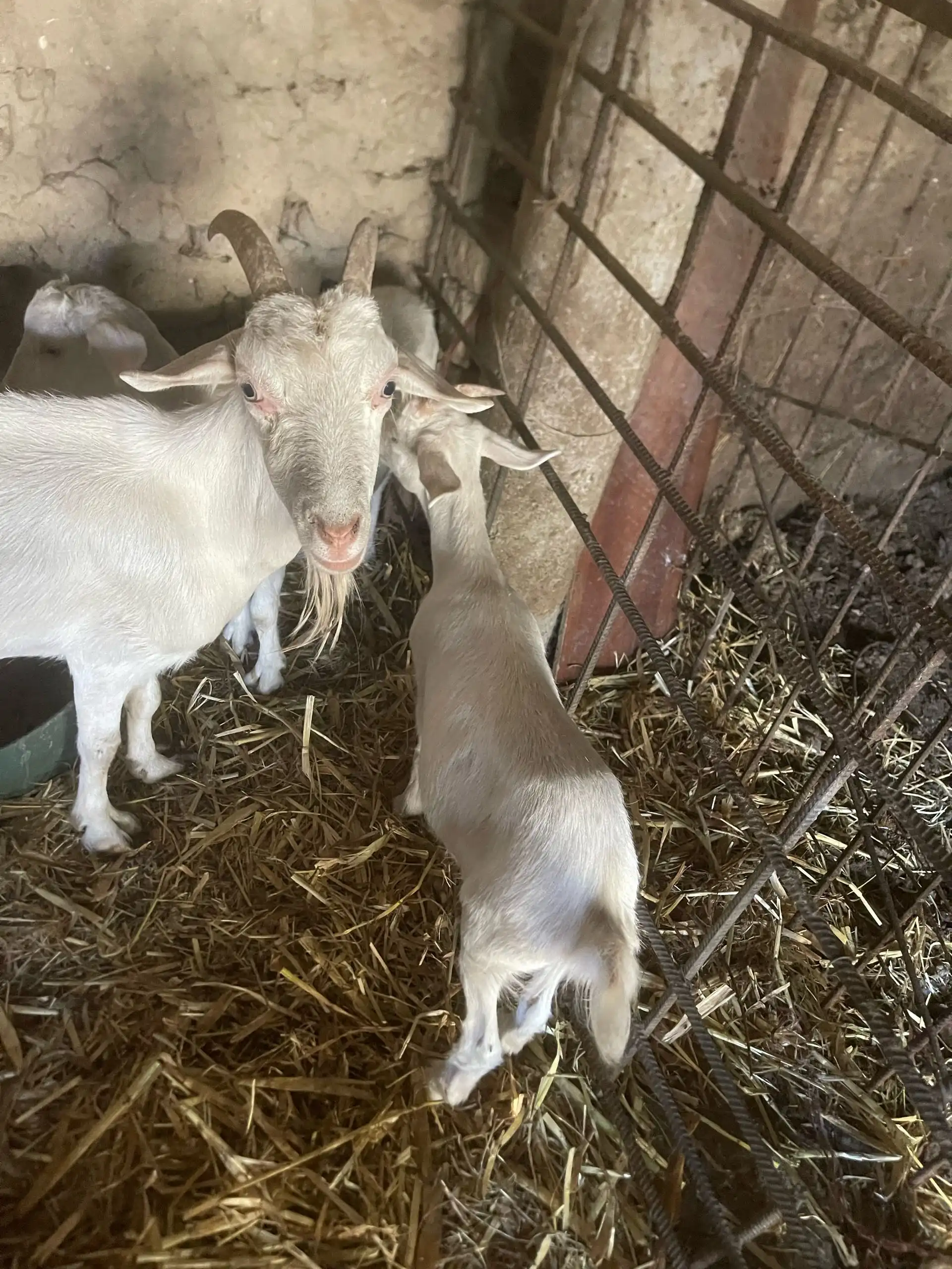 Буз (коза)