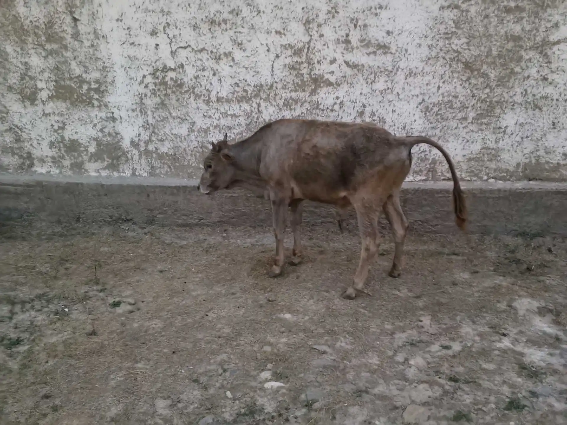 5 Сар гов 2 букача 3 гов