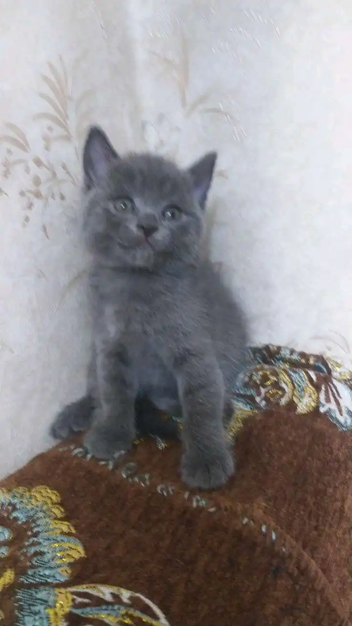 шотландский прямоухий котёнок 