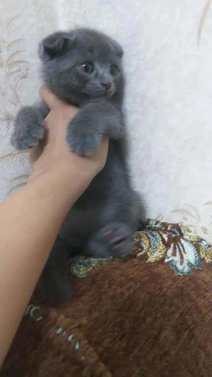 шотландский прямоухий котёнок 