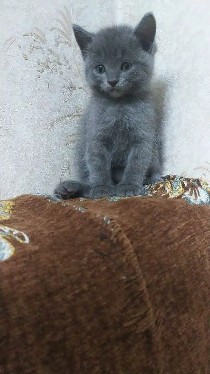 шотландский прямоухий котёнок 