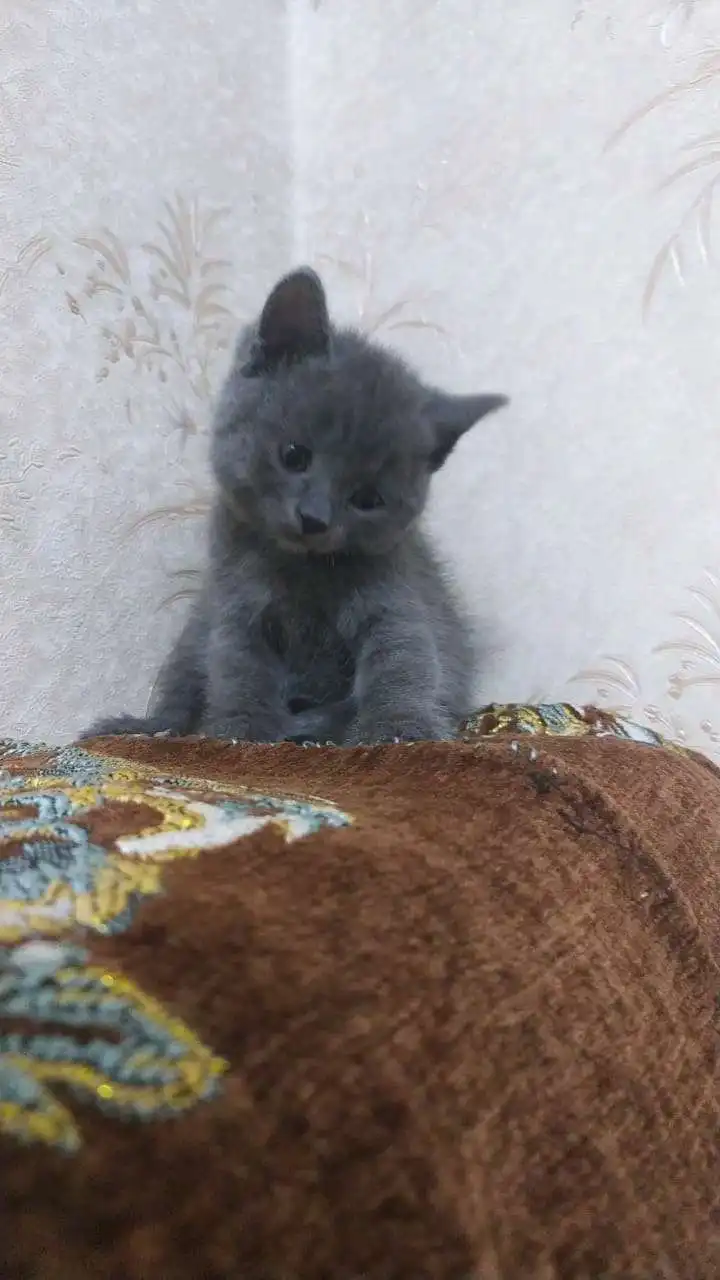 шотландский прямоухий котёнок 