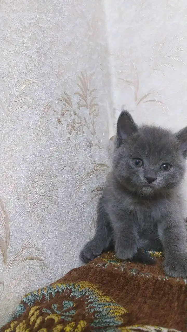 шотландский прямоухий котёнок 