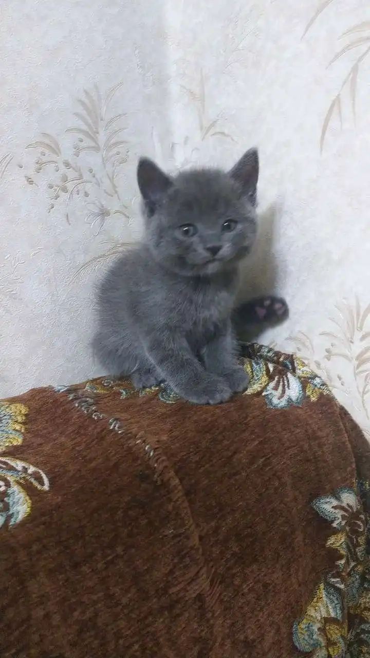 шотландский прямоухий котёнок 