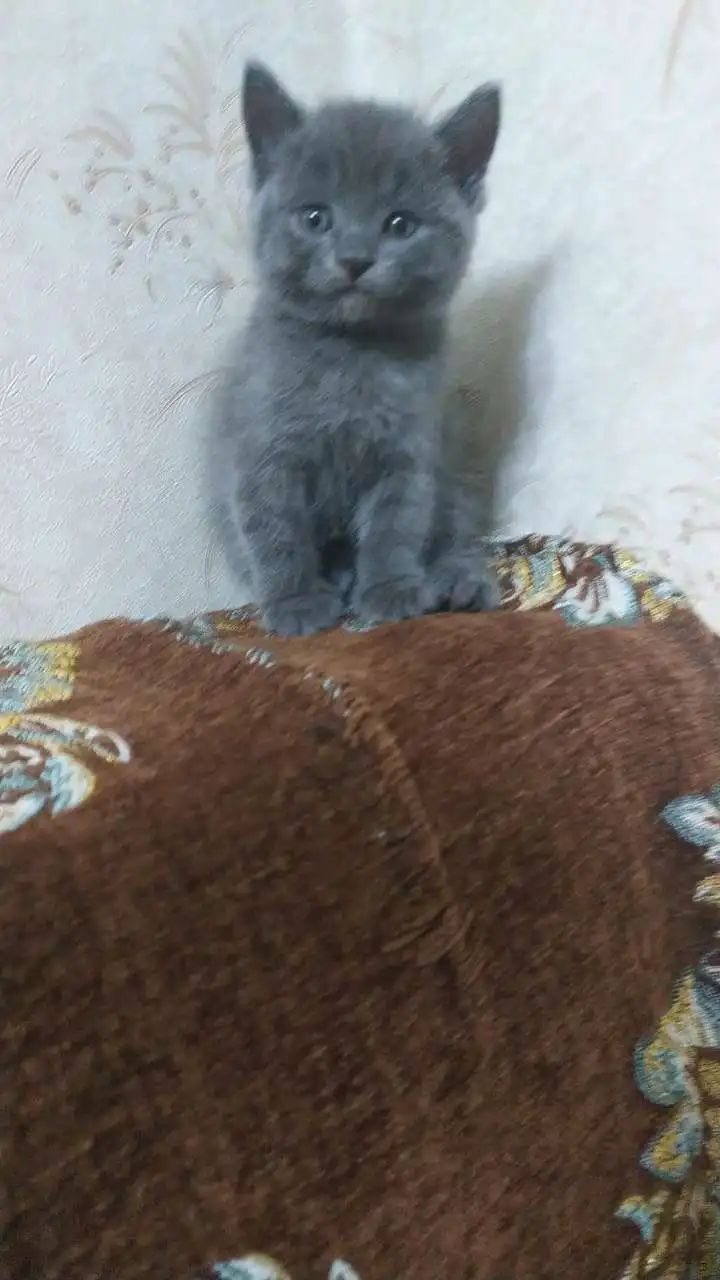 шотландский прямоухий котёнок 