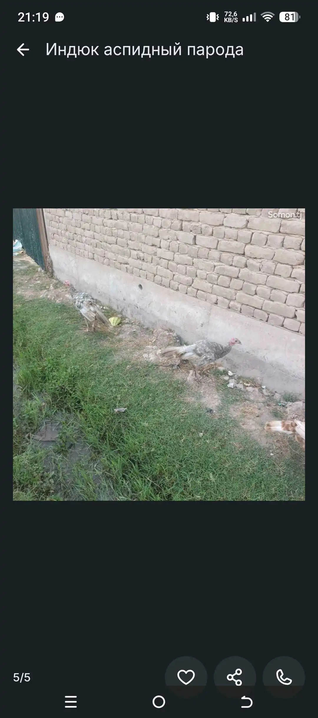 индюк аспидный парода