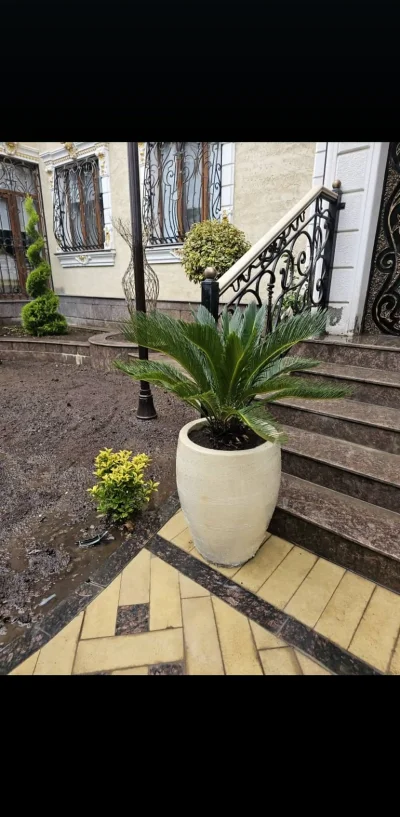 Пальма цикас — миниатюра 1