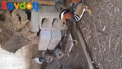 Утка мандаринка 