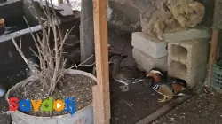Утка мандаринка 