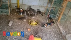 Утка мандаринка 