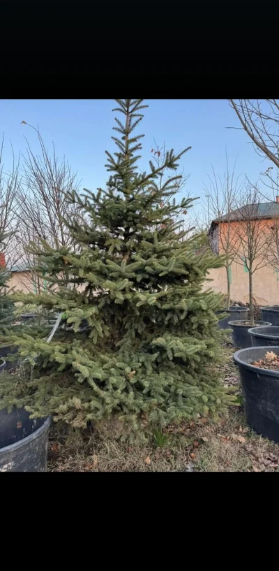 Зелёная Голубая Ель — миниатюра 9