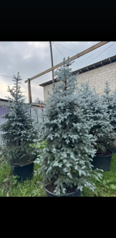 Зелёная Голубая Ель — миниатюра 4