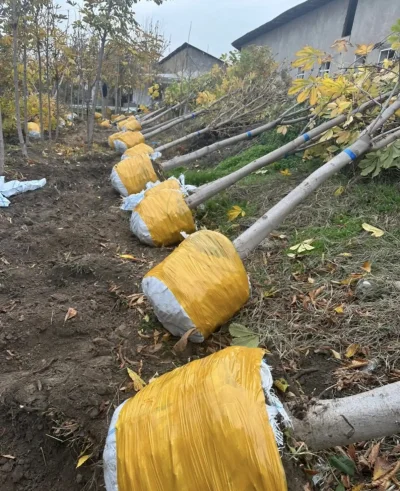Каштан — миниатюра 1