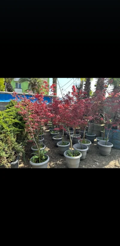 Красный Клëн — миниатюра 2