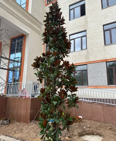 Дерево Магнолия — миниатюра 1