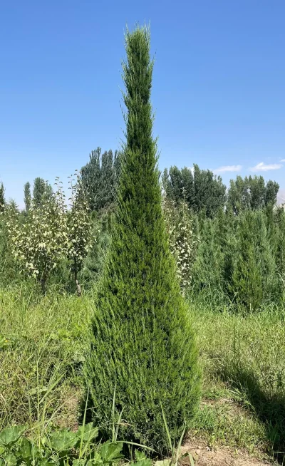 Можжевельник — миниатюра 1
