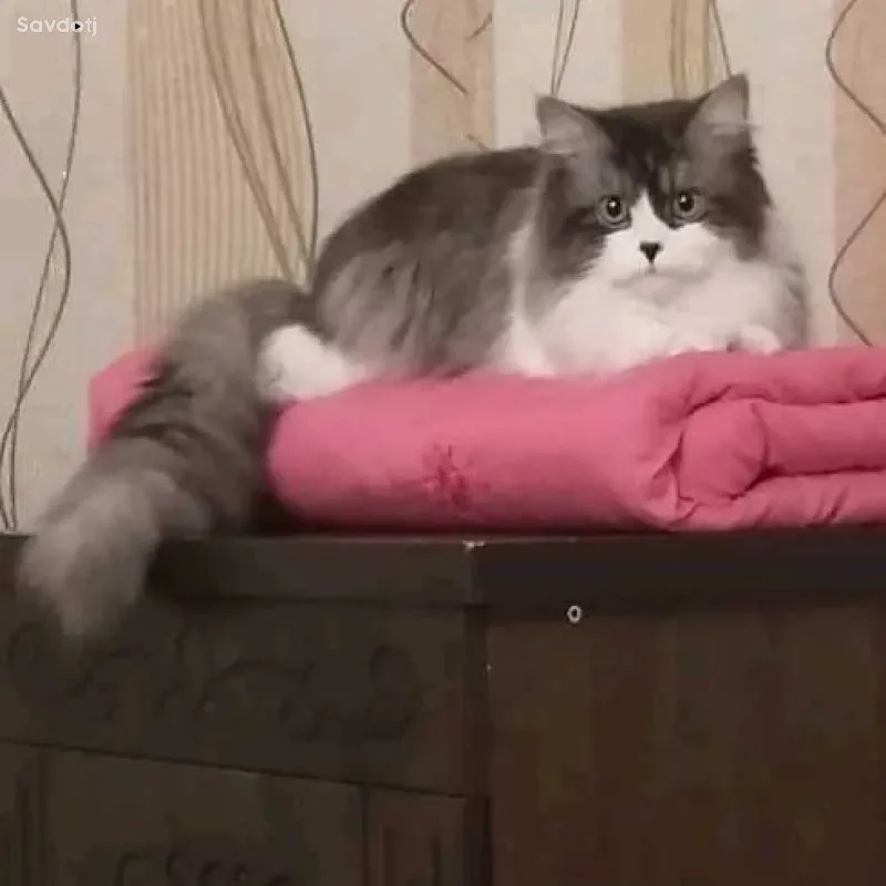 шотландский кот [вязка]