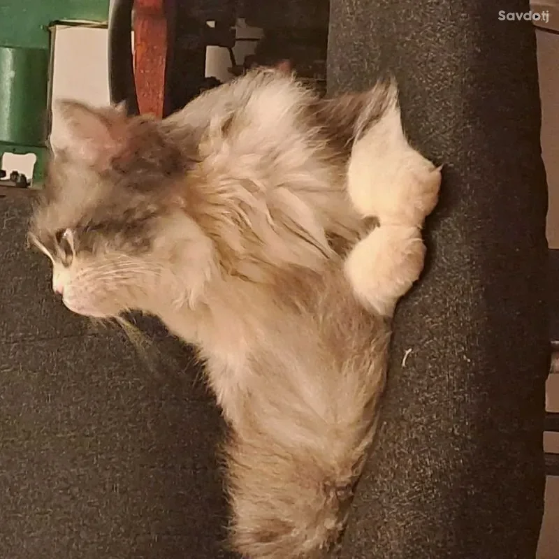 шотландский кот [вязка]