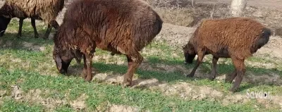 Баран