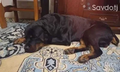 Ротвейлер 