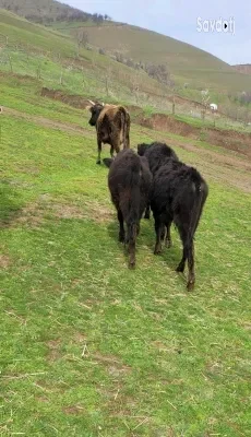 Буқачаҳо