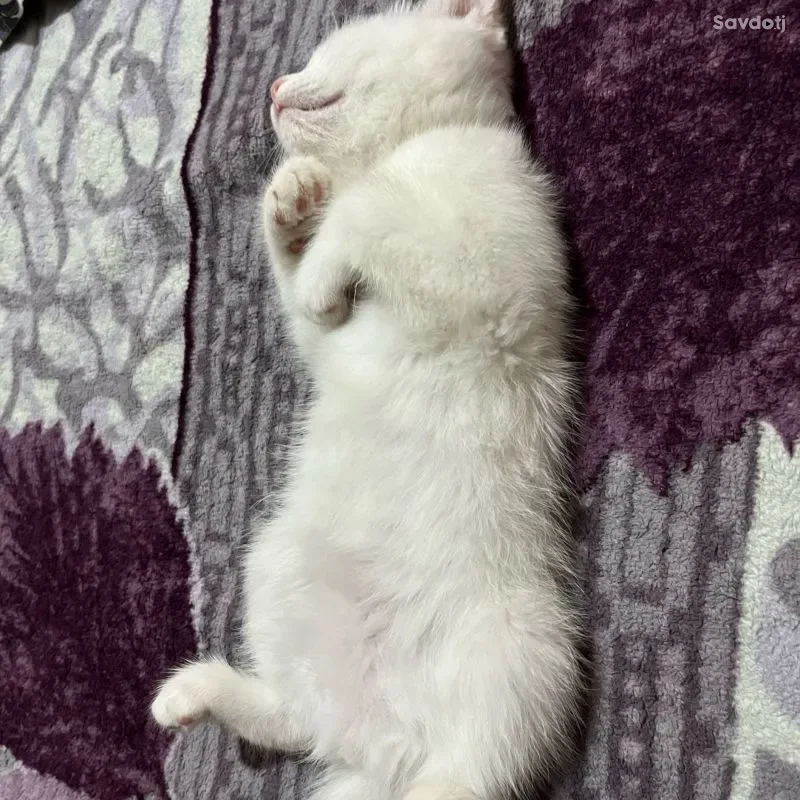 шотландский 