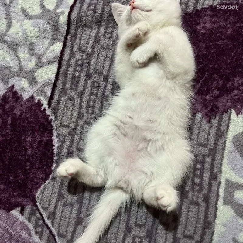 шотландский 