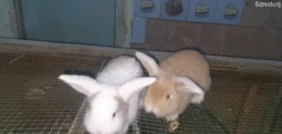 кролик французский баран 