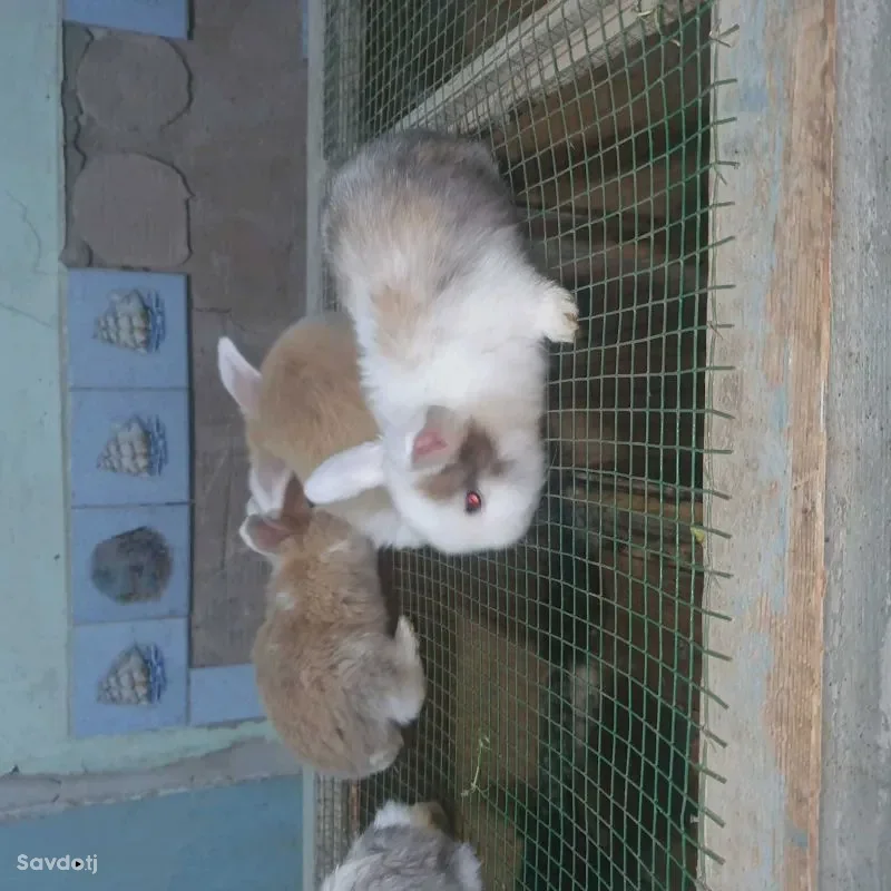 кролик французский баран