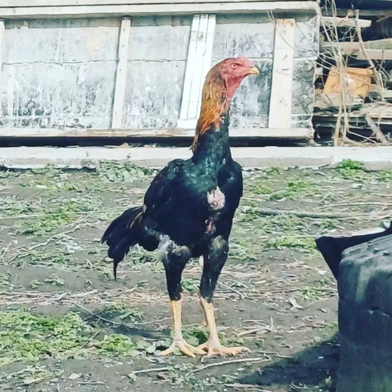 Дакан
