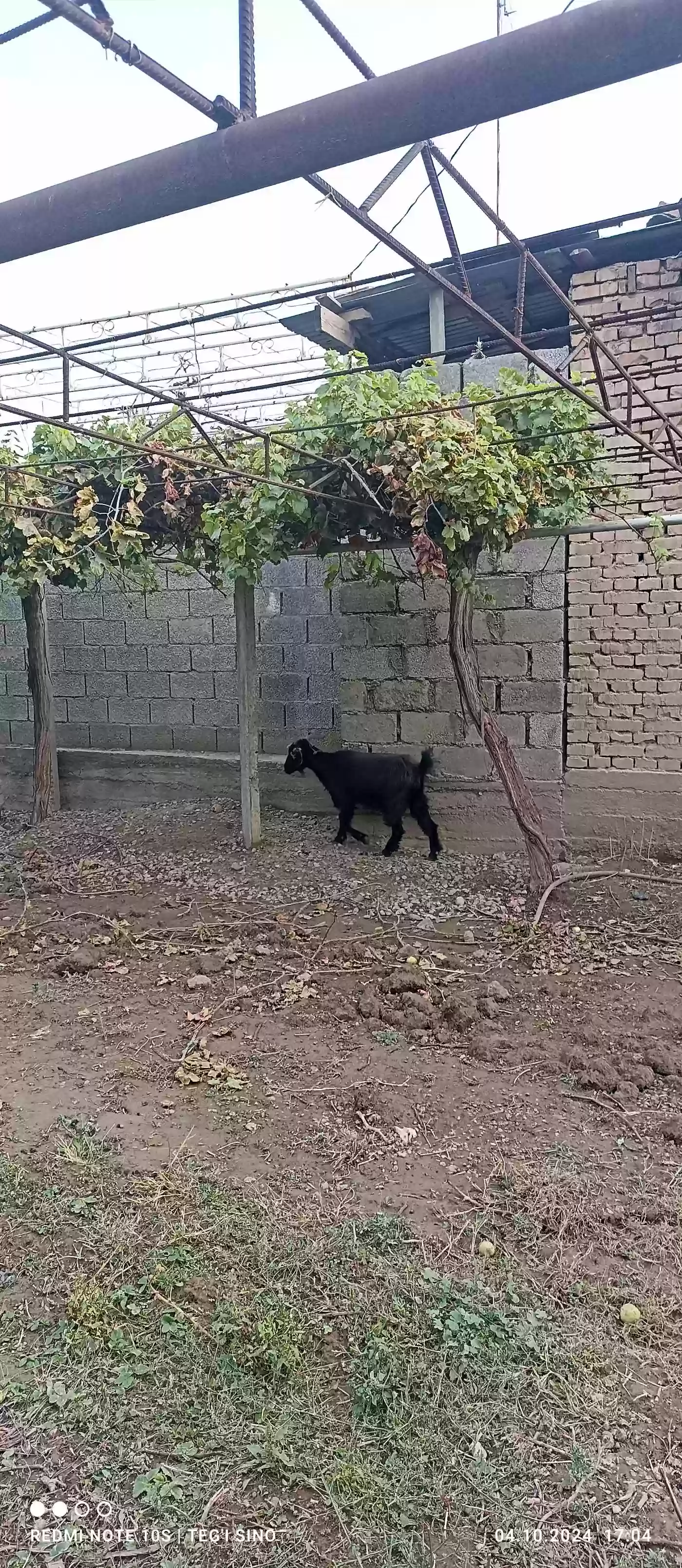 Буз покистони 