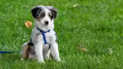 Тухми Газон Grass Mixture  — миниатюра 2