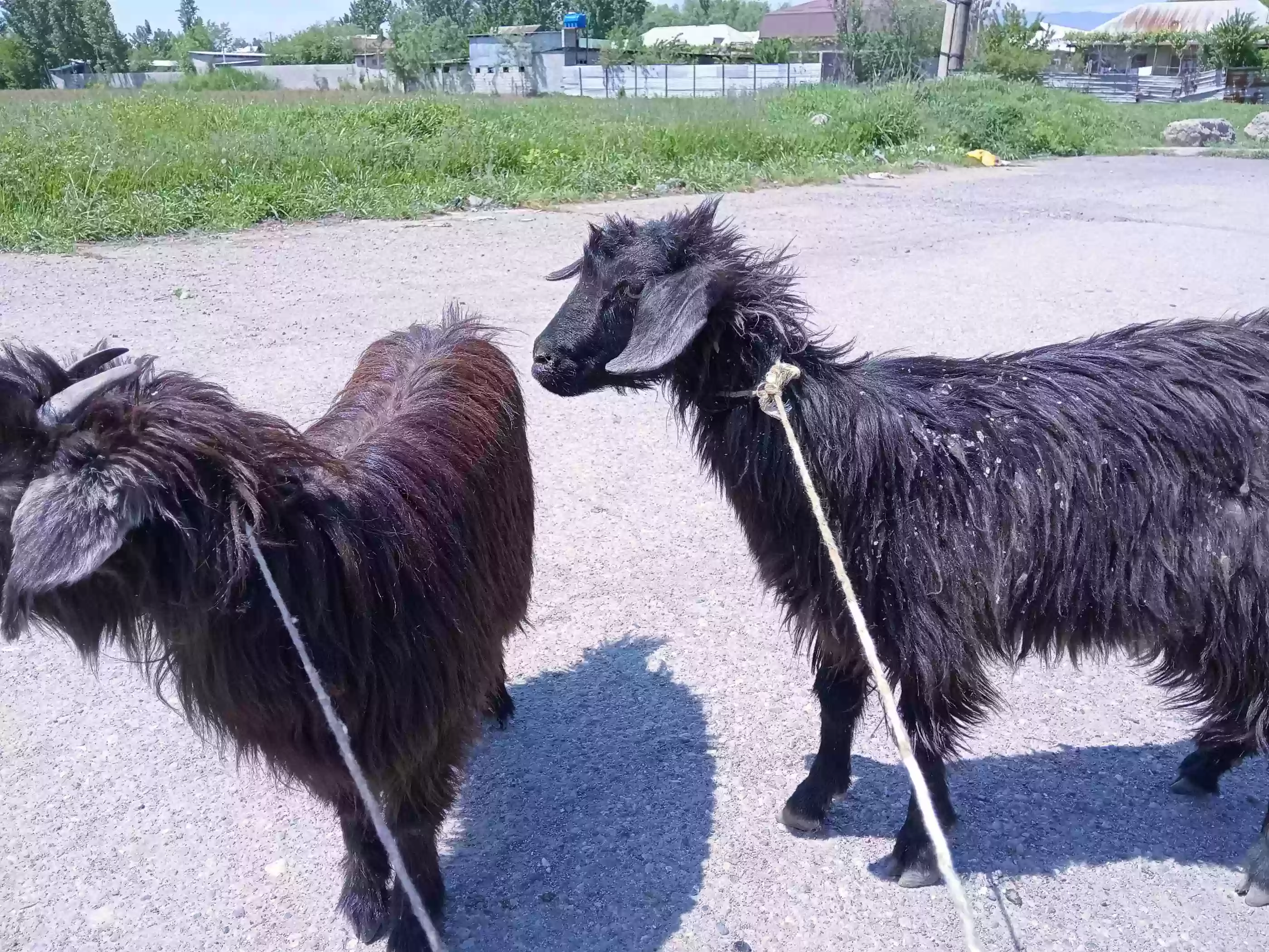 бузичахо 