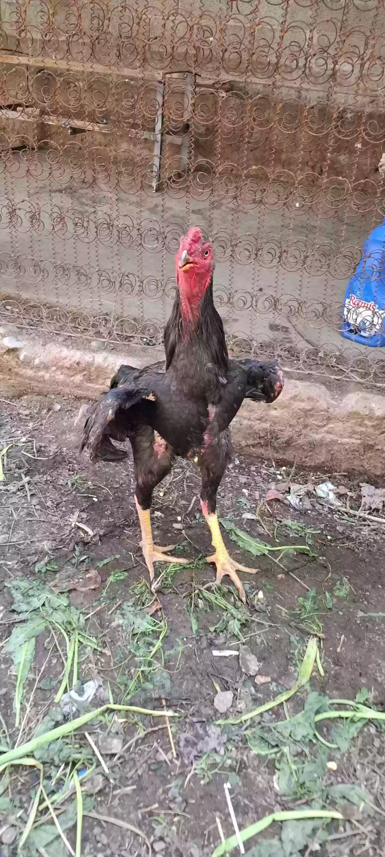 тухми дакан зоти Узбекистан