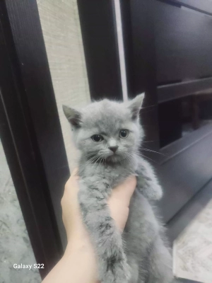 шатландская кошка