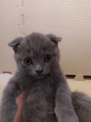 шотландские вислоухие котята 