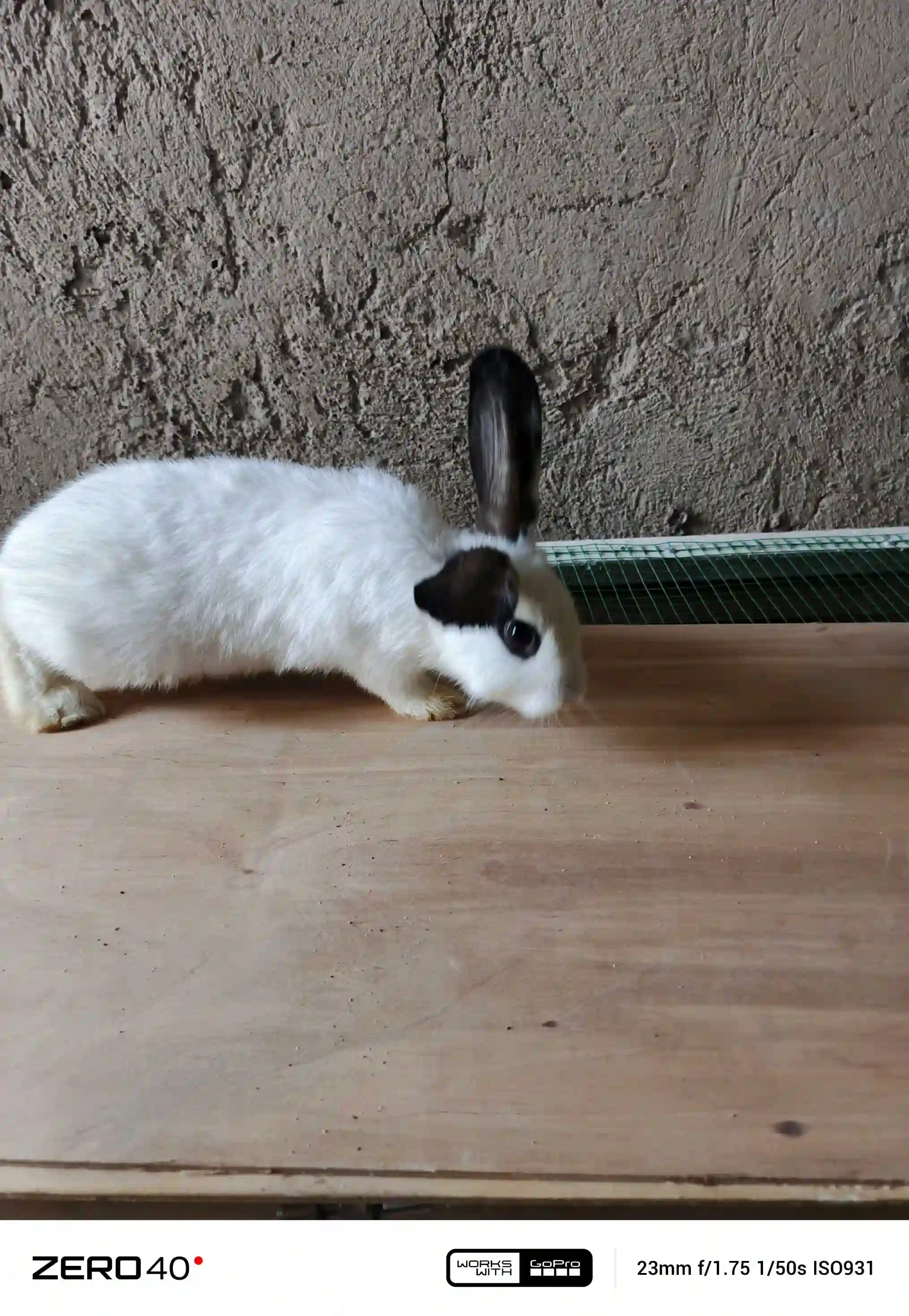 Харгуш