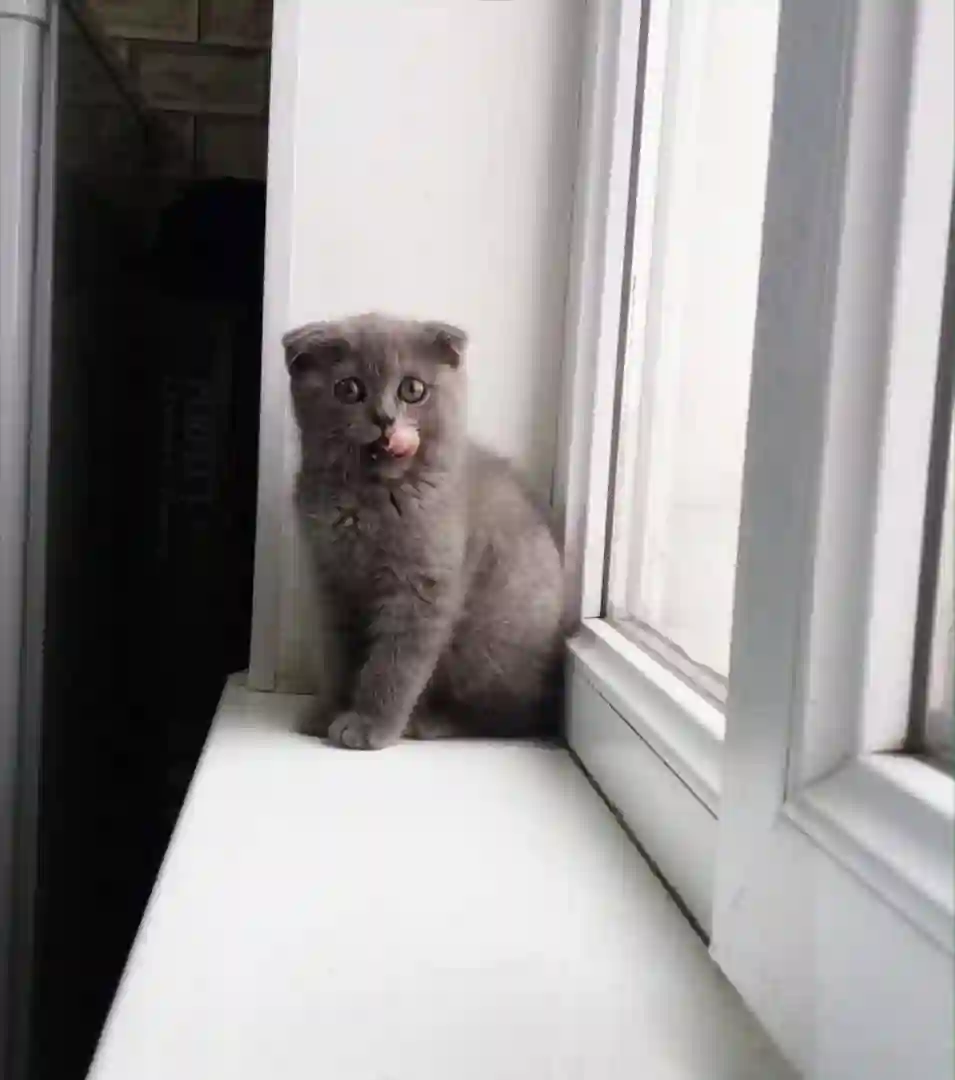 шотландский котёнок