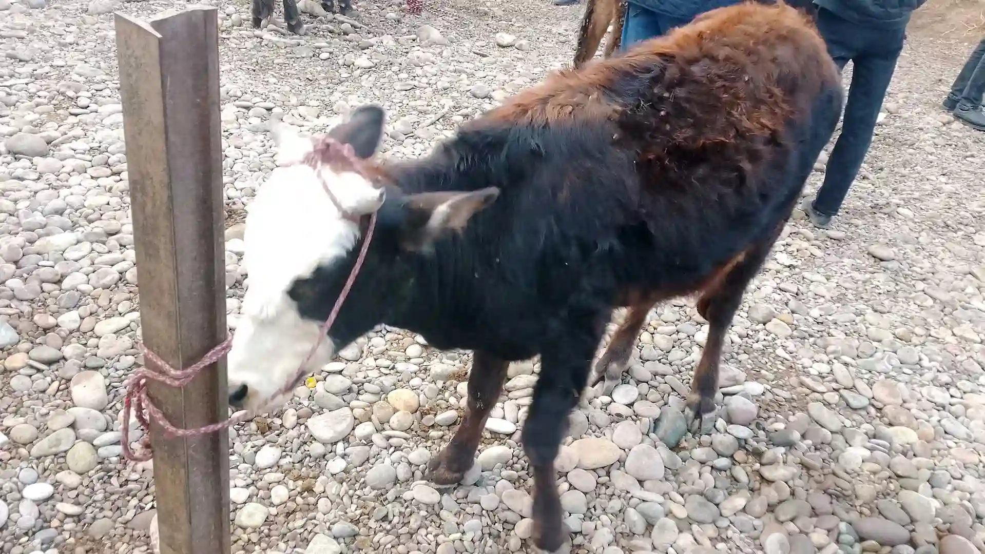 Гови Фурӯши