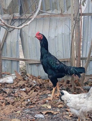 дакан