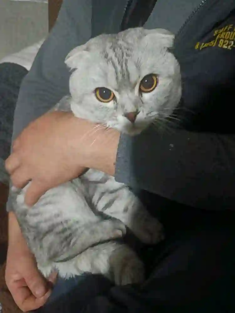 Котенок шотланский 